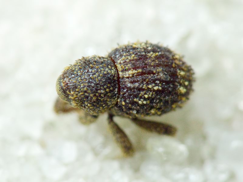 Acalles (Acalles) echinatus (Germar, 1824)
